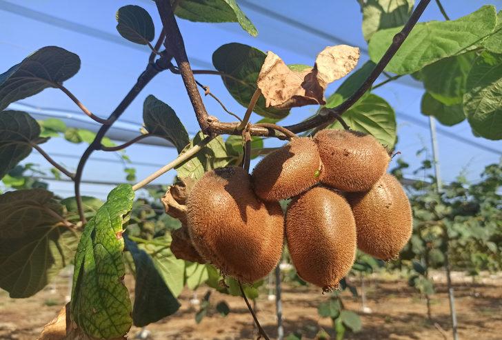  38 rakımda kivi üretti, 'olmaz denileni oldurduk' dedi G1