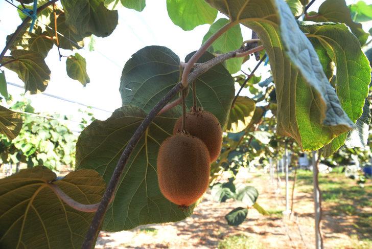  38 rakımda kivi üretti, 'olmaz denileni oldurduk' dedi G2