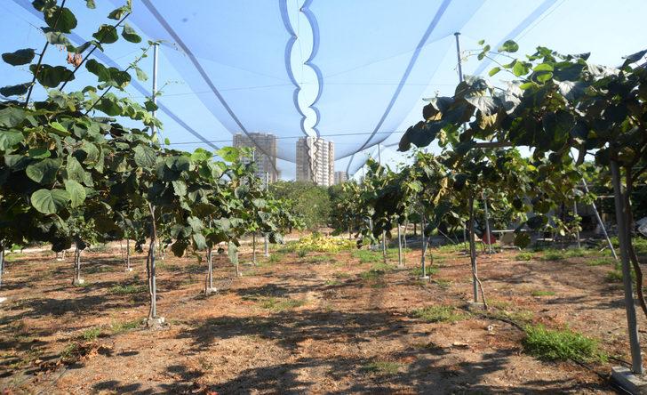  38 rakımda kivi üretti, 'olmaz denileni oldurduk' dedi G3