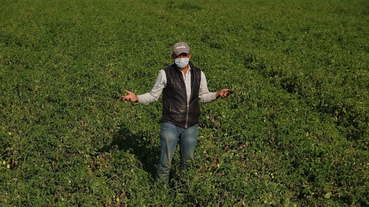 Domates fiyatları tarlada 35 kuruşa d&uuml;şt&uuml;, &ccedil;ift&ccedil;i iflas noktasına geldi