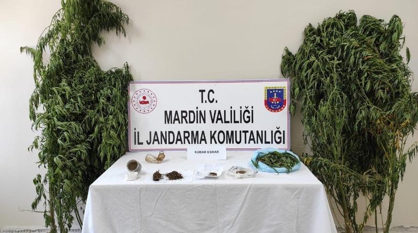 Mardin&rsquo;de jandarmadan kenevir operasyonu
