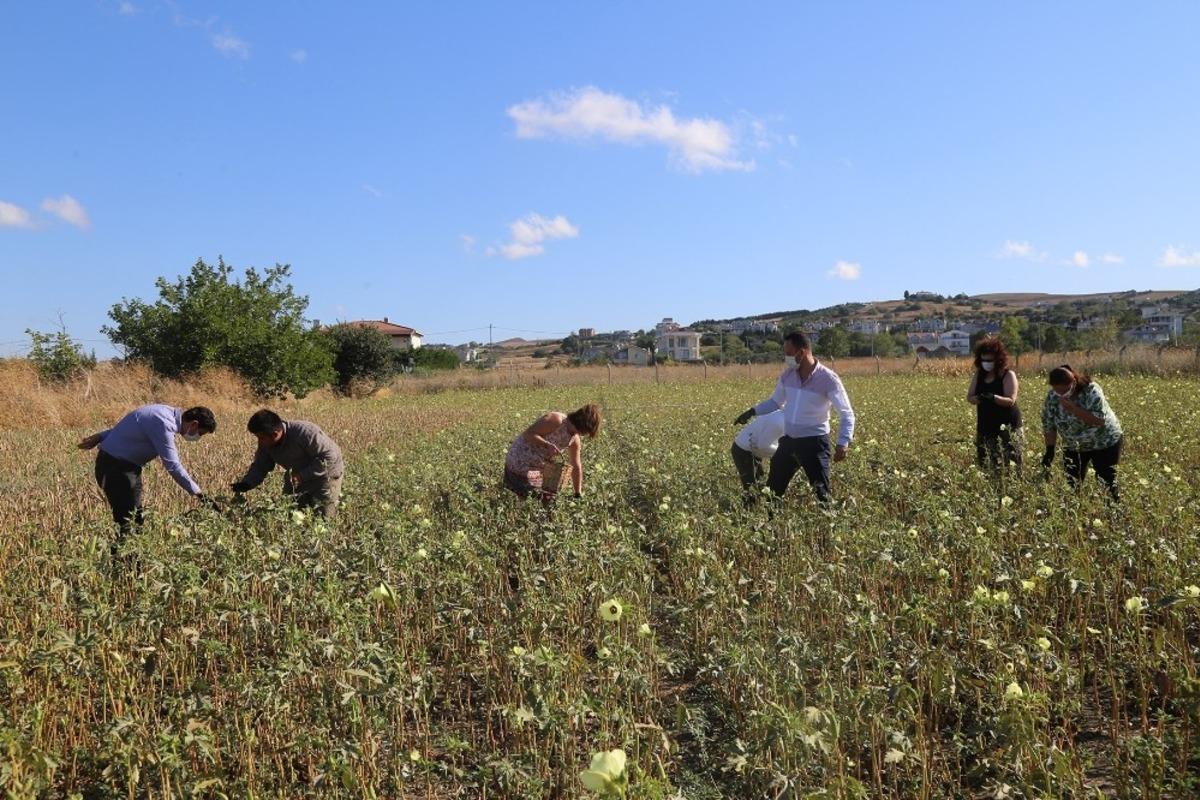 Celaliye&rsquo;de bamya hasadı yapıldı