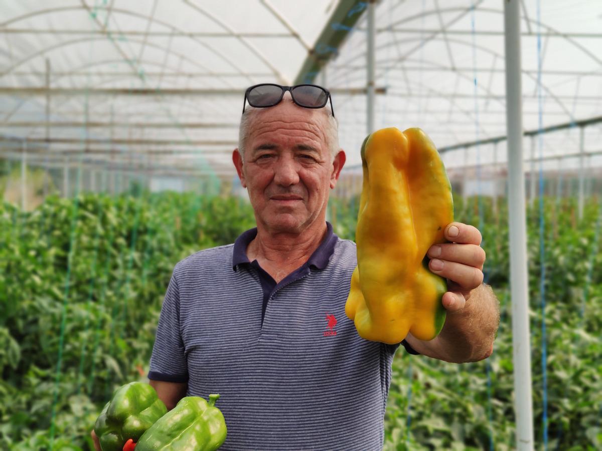 Dev dolmalık biberi g&ouml;ren şaşıp kalıyor! Normalden 10 kat daha b&uuml;y&uuml;k