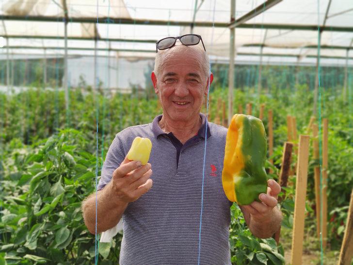 Dev dolmalık biberi gören şaşıp kalıyor! Normalden 10 kat daha büyük G2