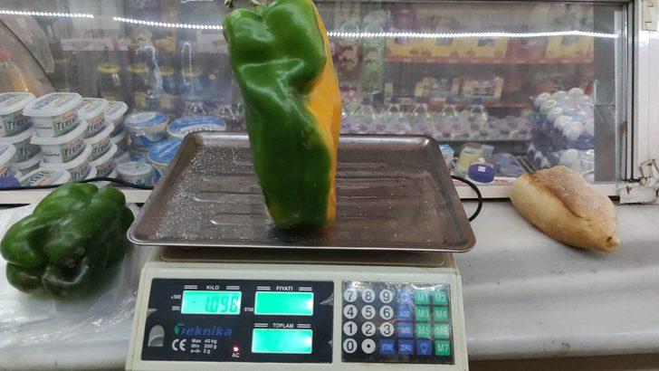 Dev dolmalık biberi gören şaşıp kalıyor! Normalden 10 kat daha büyük G3