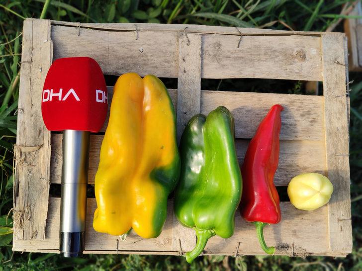 Dev dolmalık biberi gören şaşıp kalıyor! Normalden 10 kat daha büyük G5