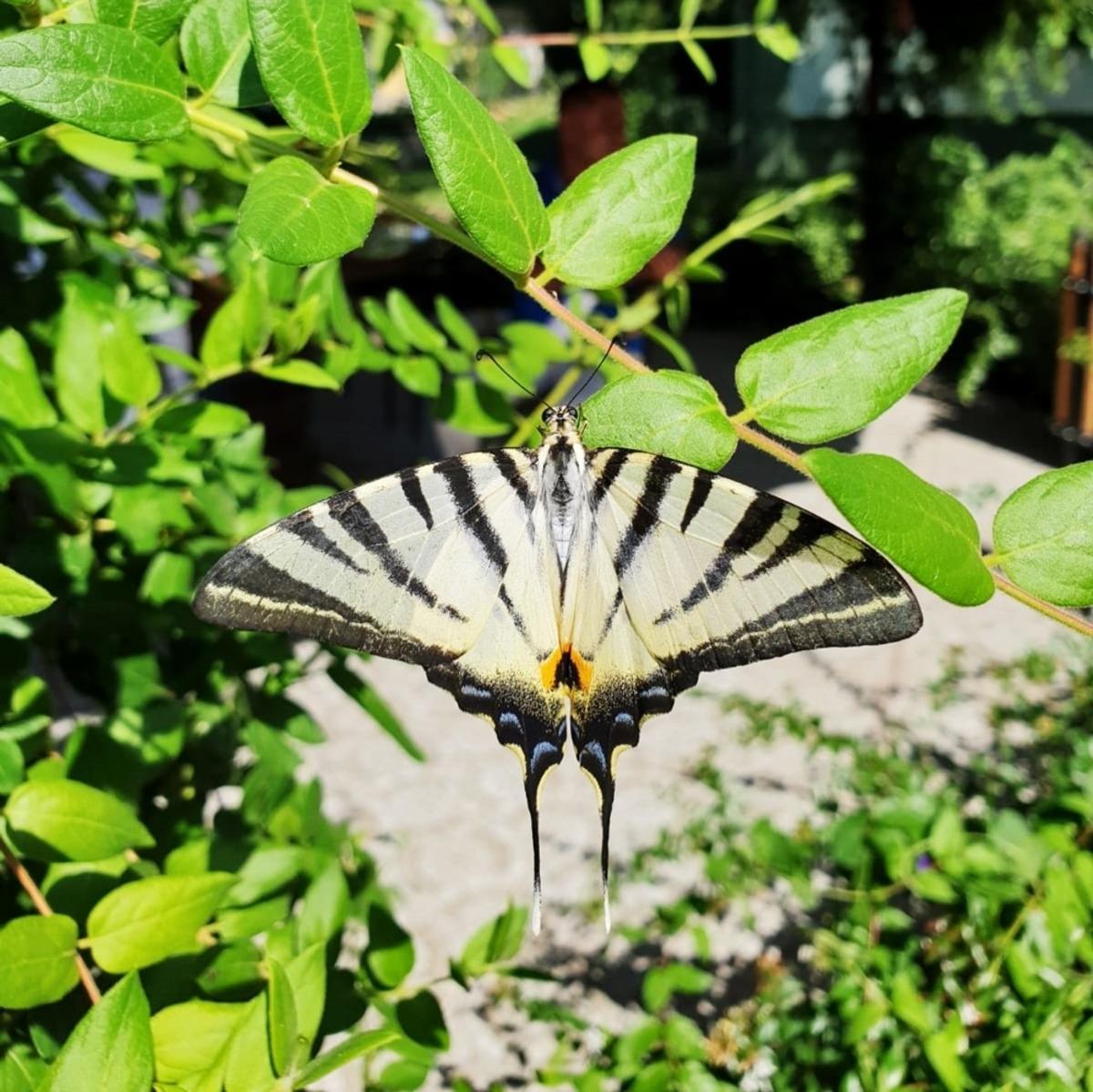 &Ccedil;atal Kuyruklu Kelebek ilgi odağı oldu