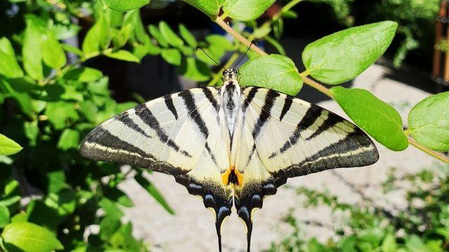 Çatal Kuyruklu Kelebek ilgi odağı oldu