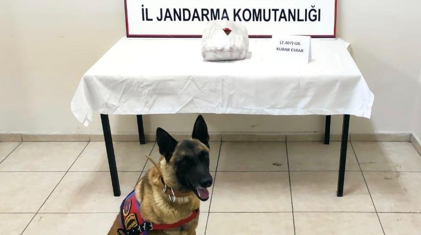 Sivas&rsquo;ta 4 kilo 662 gram esrar ele ge&ccedil;irildi