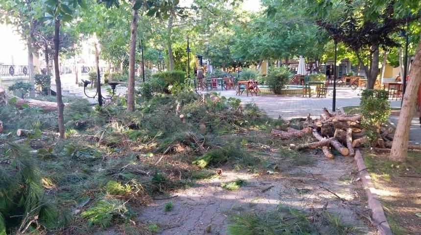 Buldan Belediyesi 80 yıllık çam ağaçlarını kesti