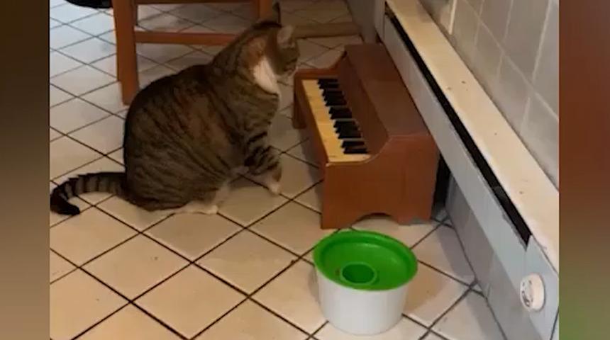 Yok böyle kedi! Acıktığını piyano çalarak haber veriyor