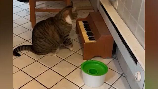 Yok böyle kedi! Acıktığını piyano çalarak haber veriyor