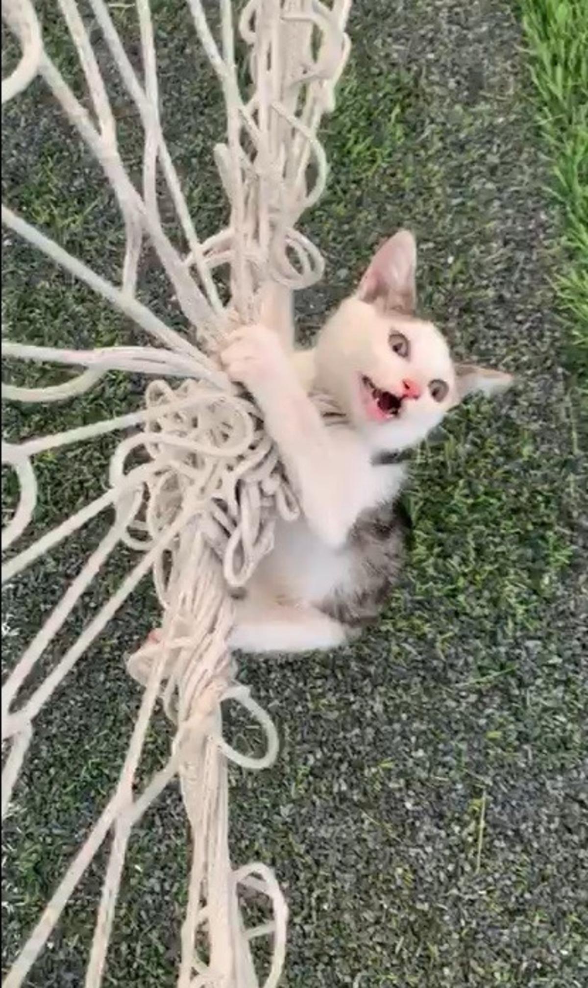 Kale filesine kafası dolanınca... Yavru kedi ortalığı birbirine kattı!