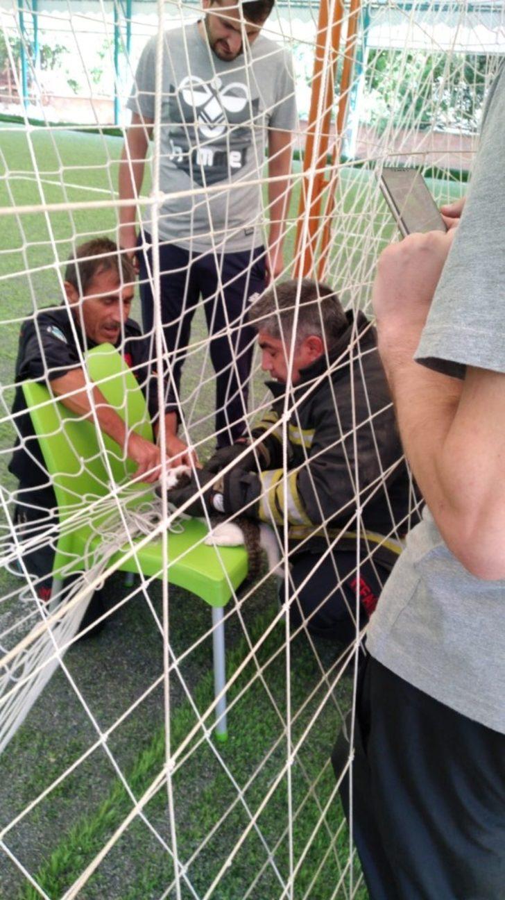 Kale filesine kafası dolanınca... Yavru kedi ortalığı birbirine kattı! G2