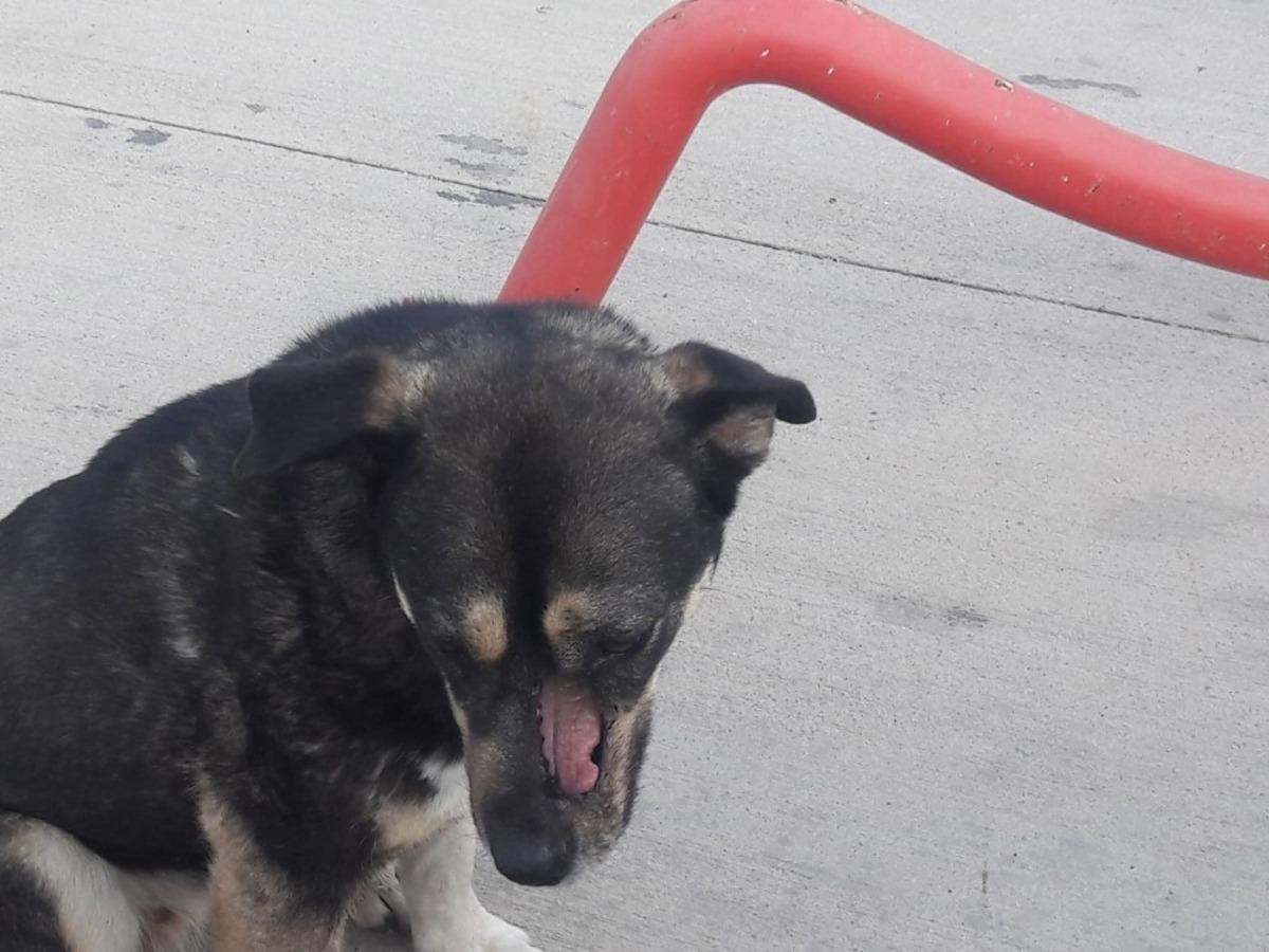 &lsquo;Enerjimiz Dostlarımız İ&ccedil;in&rsquo; Projesi 117 sokak hayvanına yeniden hayat verdi