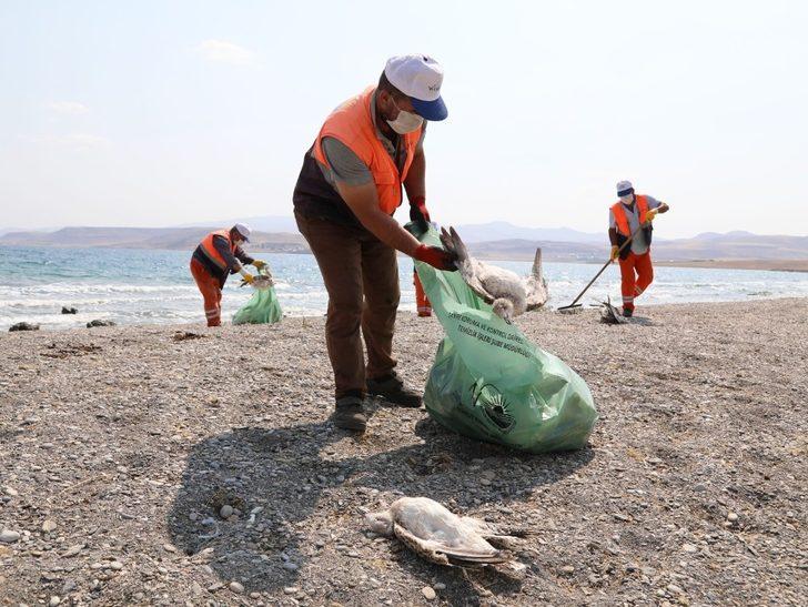 Van büyükşehir belediyesi telef olan martıları topladı G1