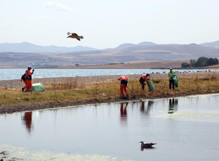 Van büyükşehir belediyesi telef olan martıları topladı G2
