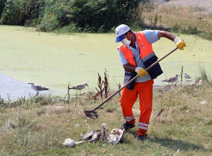 Van büyükşehir belediyesi telef olan martıları topladı G4