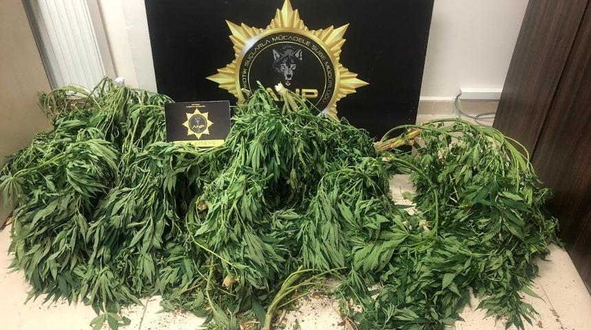 Patlıcan tarlasında kenevir bitkisi ele ge&ccedil;irildi