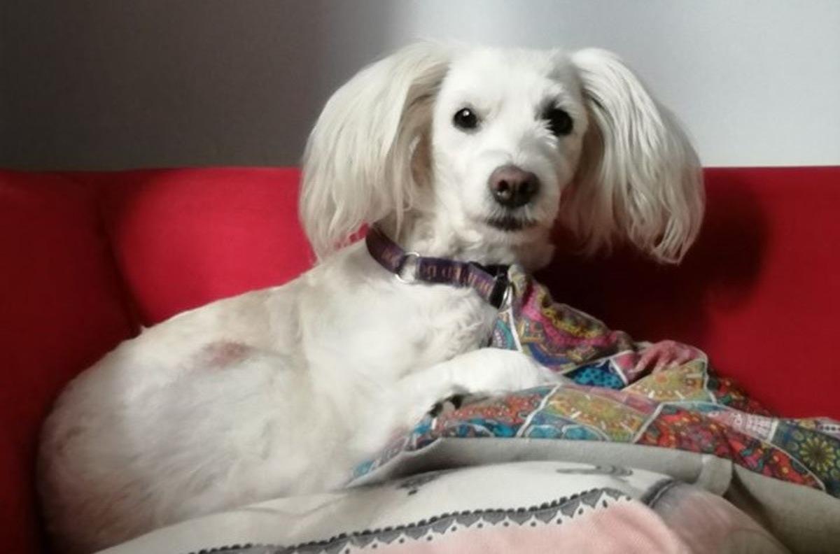 12 yıllık can dostunu bulana &ouml;d&uuml;l verilecek