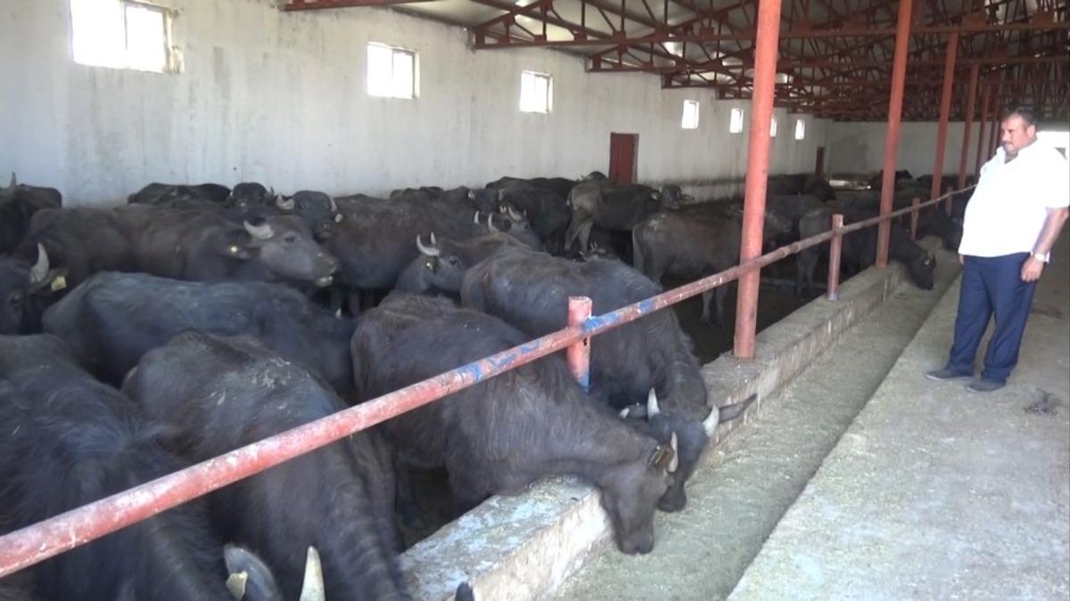 Devlet desteği ile kurulan manda işletmesi besicilerin gelir kapısı oldu