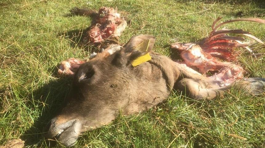 Kaybolan danayı kurtlar parçalamış