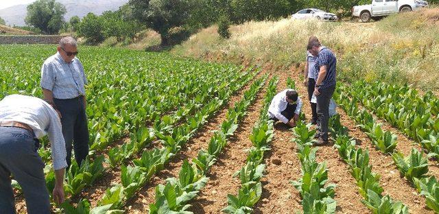 Tarımda viral hastalıklarla mücadele araştırması yapıldı