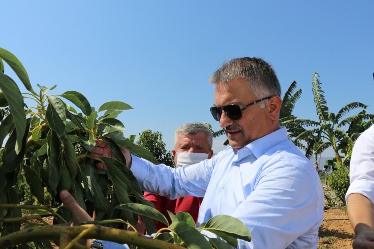 Gazipaşa tropikal meyve &uuml;retiminde &ccedil;ığır a&ccedil;acak