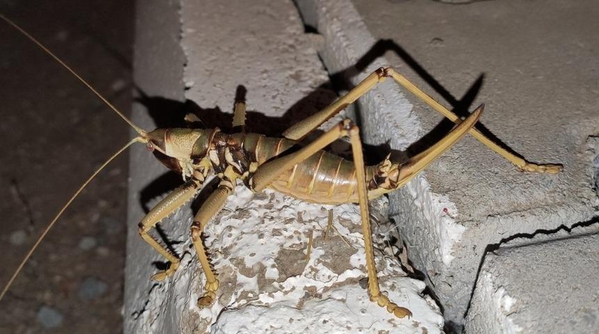 &Ccedil;elikhan&rsquo;da &lsquo;&Ccedil;ağaboğan&rsquo; &ccedil;ekirgesi g&ouml;r&uuml;ld&uuml;