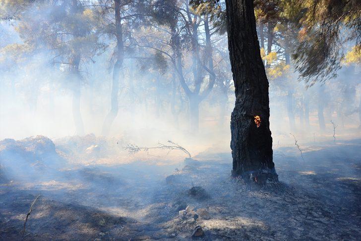 GÜNCELLEME - Çanakkale'de orman yangını G1