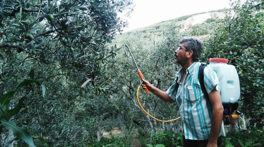 &ldquo;Zeytin sineği&rdquo; ile m&uuml;cadele zamanı