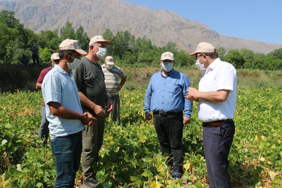 Erzincan&rsquo;da kuru fasulye &uuml;retimi artıyor