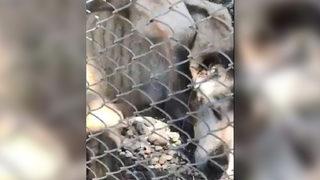 Kahramanmaraş'ta hayvanlara kötü muamele iddiasına soruşturma