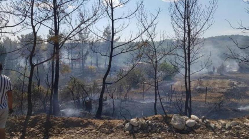 Söndürülmeyen mangal ateşi, ormanı yaktı
