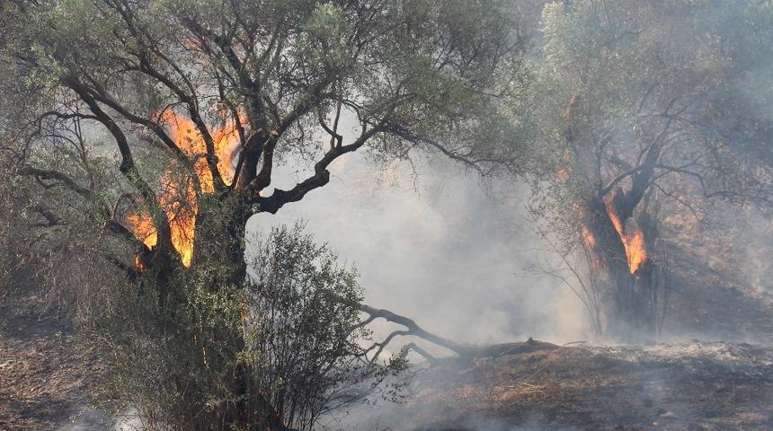 Aydın ve Muğla&rsquo;da bu yıl 865 hektar alan yandı
