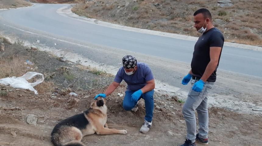 Sokaklardaki can dostlar tedavi ediliyor
