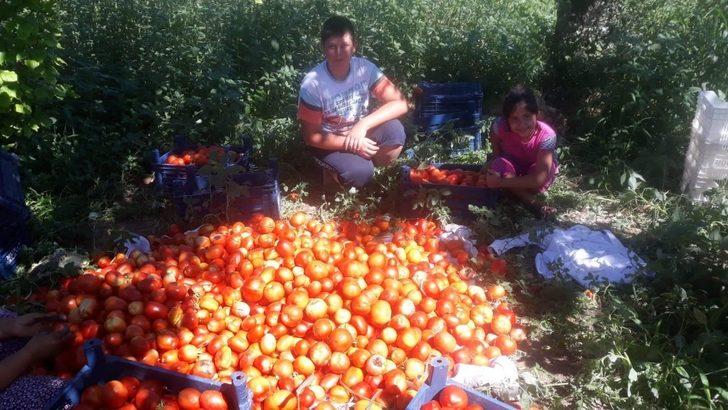 Yeşilyurt Belediyesinden fide desteği alanlara hasat yardımı G2
