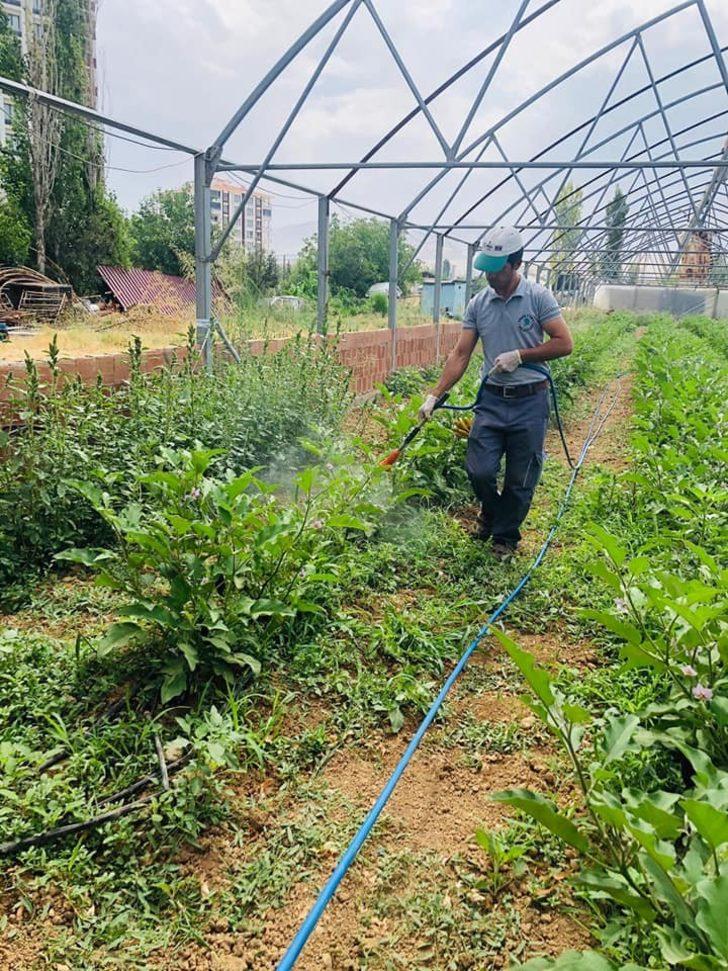 Yeşilyurt Belediyesinden fide desteği alanlara hasat yardımı G3