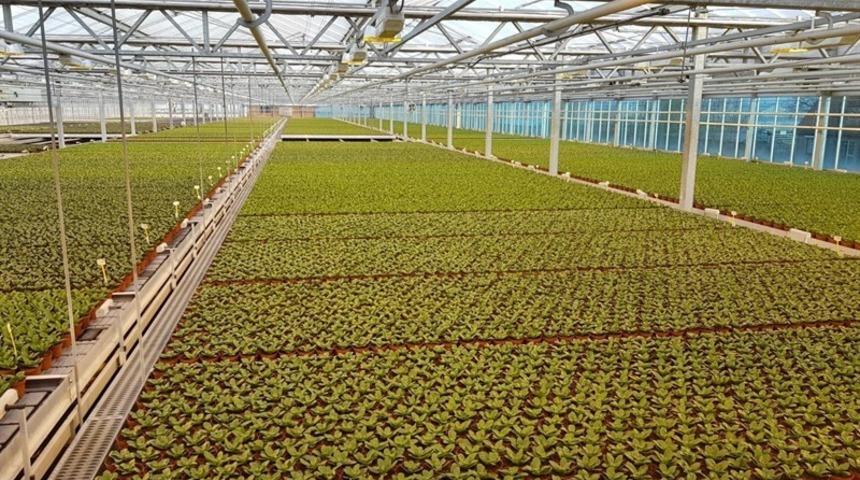 Bartın’da "Kozcağız seracılığın merkezi oluyor"