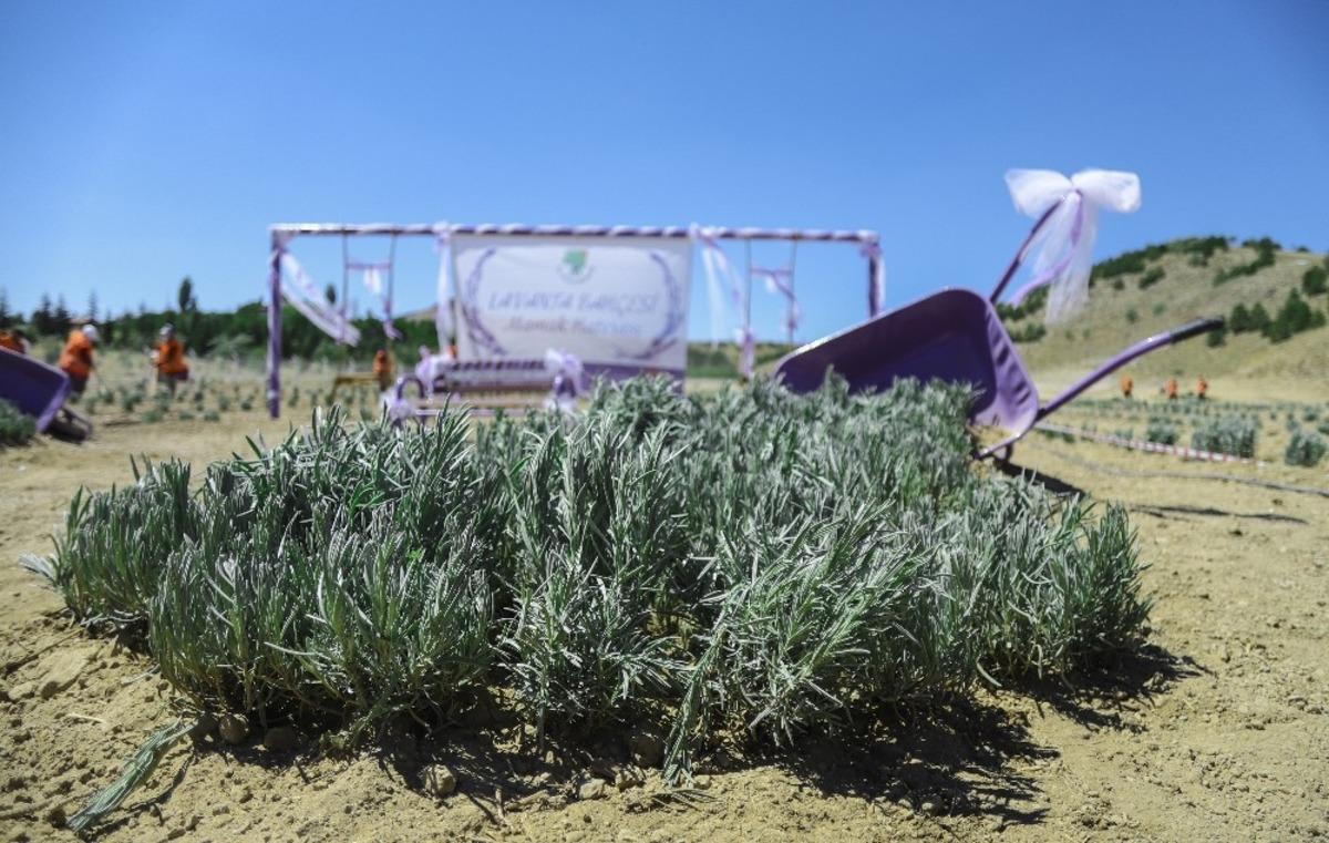 Mamak&rsquo;ta 24 d&ouml;n&uuml;ml&uuml;k lavanta bah&ccedil;esi