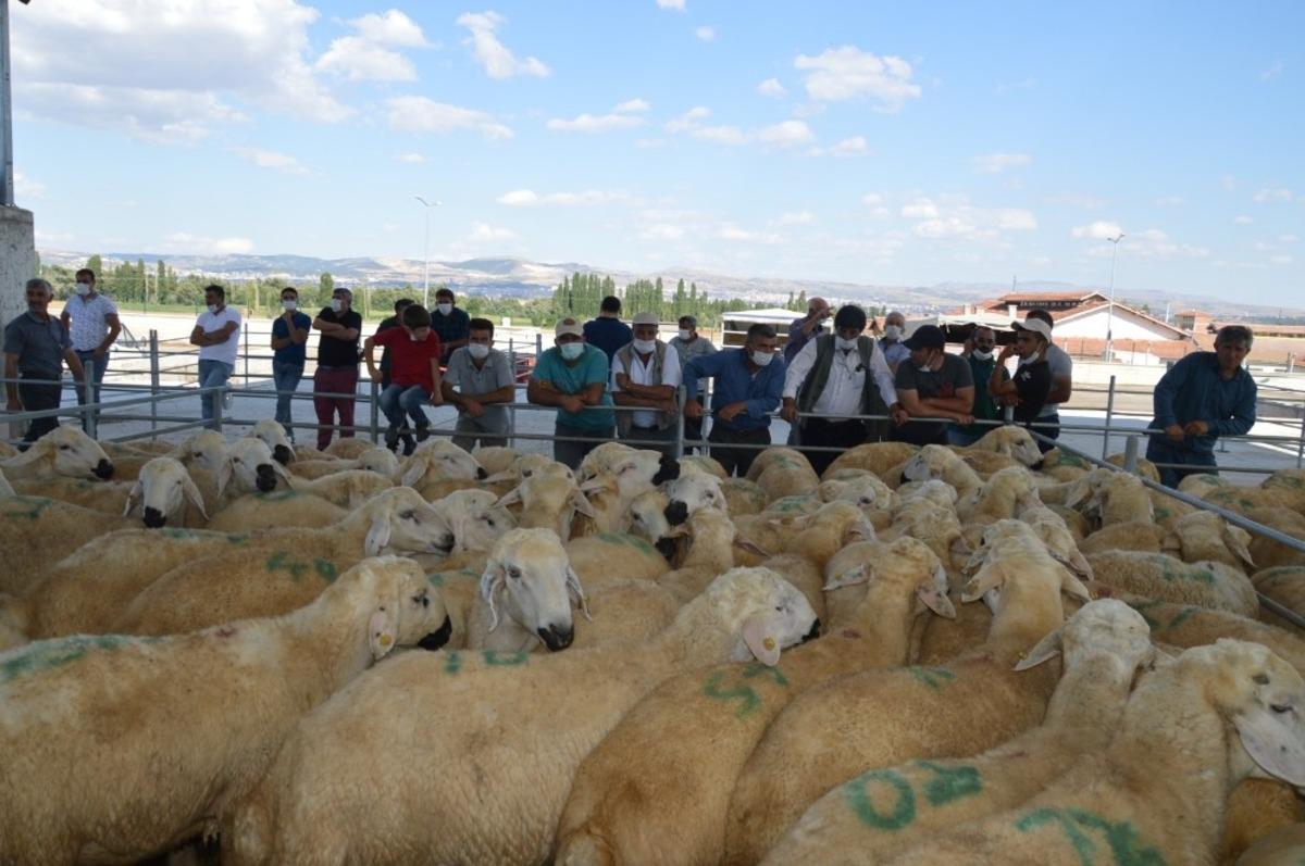 &Uuml;reticilere damızlık ko&ccedil; dağıtıldı