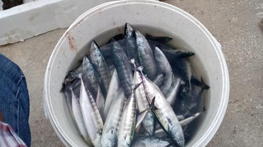 Karadeniz&rsquo;de &ccedil;ingene palamudu bolluğu