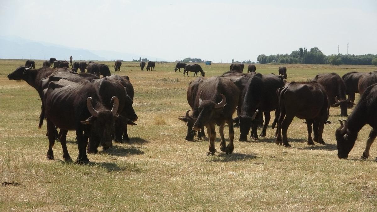 Devlet desteğiyle dağıtılan mandalar vatandaşın y&uuml;z&uuml;n&uuml; g&uuml;ld&uuml;r&uuml;yor