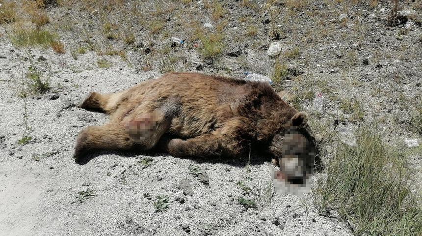 Yolcu otob&uuml;s&uuml;n&uuml;n &ccedil;arptığı boz ayı telef oldu