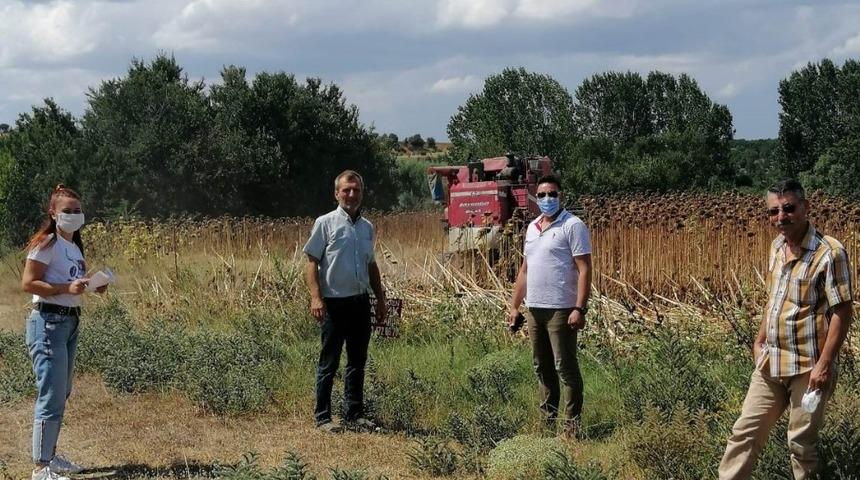 Pınarhisar&rsquo;da ay&ccedil;i&ccedil;eği hasadı başladı
