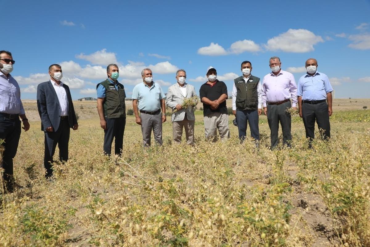 Başkan Yal&ccedil;ın&rsquo;nın nohut hasadı b&uuml;y&uuml;k takdir topladı