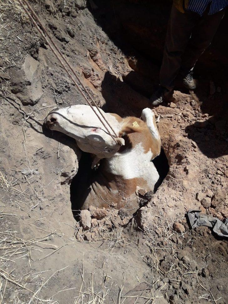 Kuyuya düşen inek kurtarıldı G1