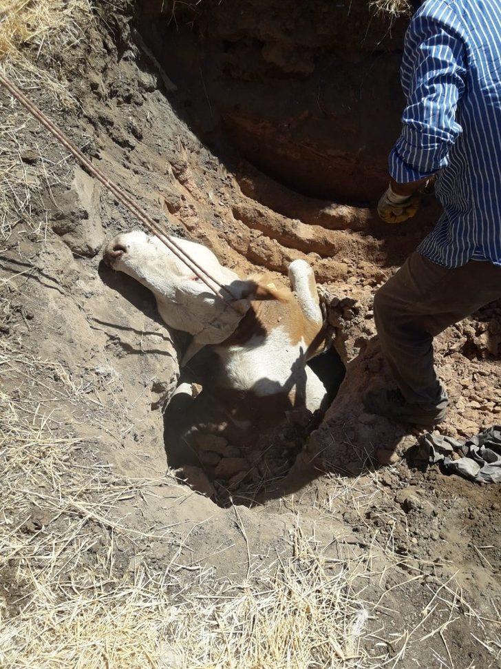 Kuyuya düşen inek kurtarıldı G2