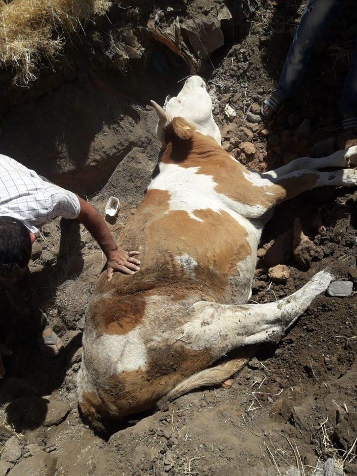 Kuyuya düşen inek kurtarıldı G3