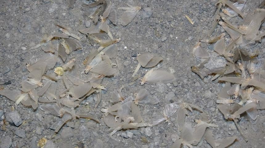 Ardahan'da kelebeklerin 'ölüm dansı' başladı